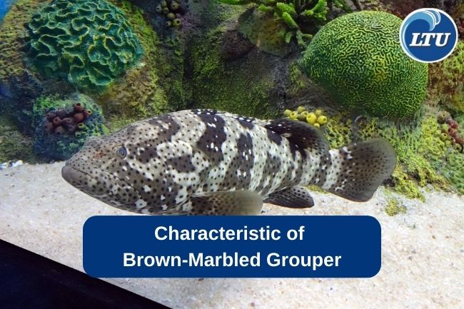 Characteristic of Brown-Marbled Grouper